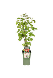 BIO-Himbeer-Malve-Versprechen