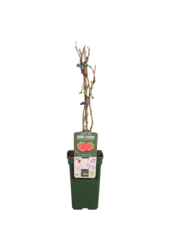 BIO-Himbeer-Malve-Versprechen