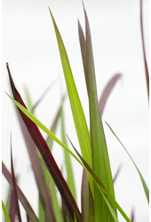 Japanisches Blutgras Red Baron