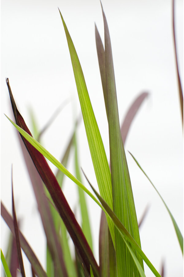 Japanisches Blutgras Red Baron
