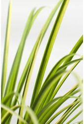 Kalmus Acorus gramineus Ogon