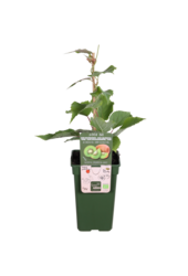BIO Kiwi Actinidia Jenny