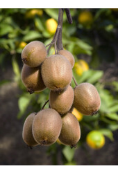 BIO Kiwi Actinidia Jenny