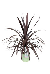 Cordyline-Kohlpalme Superstar