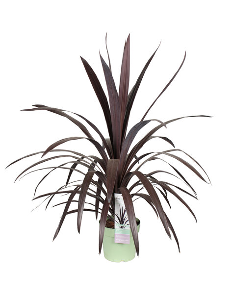 Cordyline