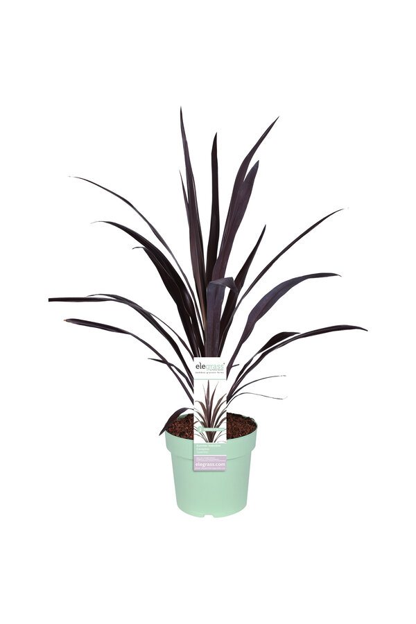 Cordyline-Kohlpalme Superstar