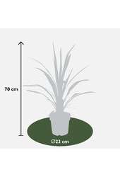 Cordyline-Kohlpalme Superstar