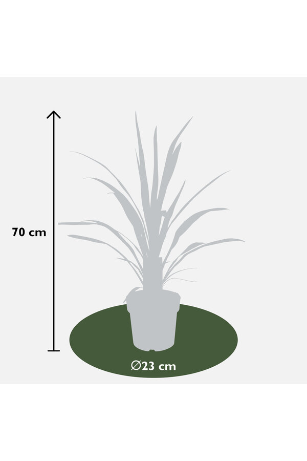 Cordyline-Kohlpalme Superstar
