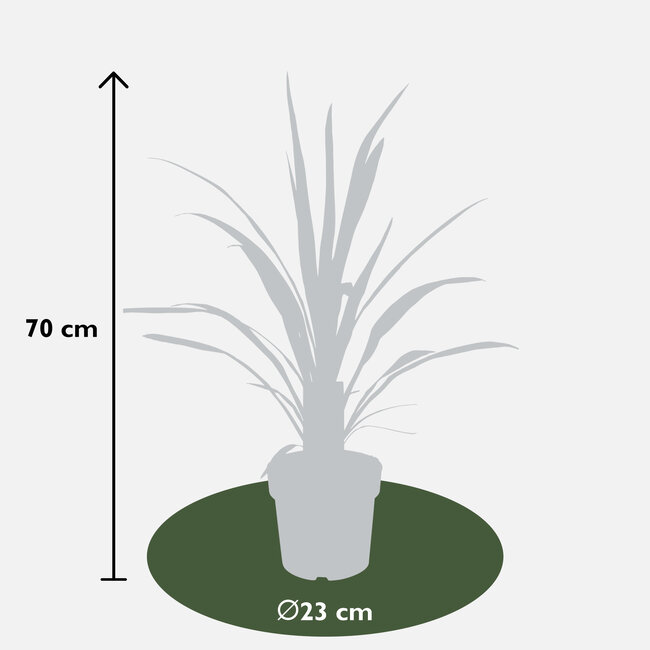 Cordyline-Kohlpalme Superstar