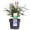 Liliengras Liriope muscari Ingwersen