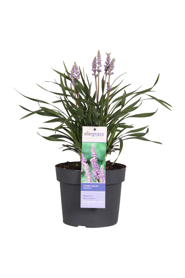 Liliengras Liriope muscari Ingwersen