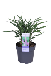 Liliengras Liriope muscari Ingwersen