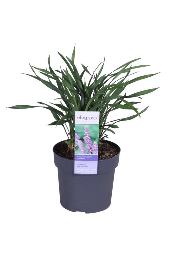 Liliengras Liriope muscari Ingwersen