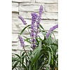 Liliengras Liriope muscari Ingwersen