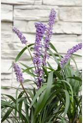 Liliengras Liriope muscari Ingwersen
