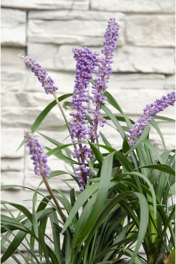 Liliengras Liriope muscari Ingwersen