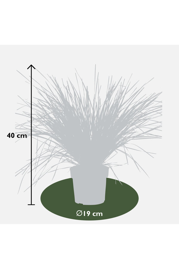 Lomandra White Sands