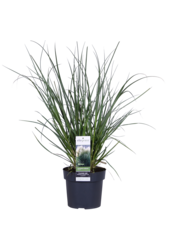 Cortaderia Pampas Gras Evita