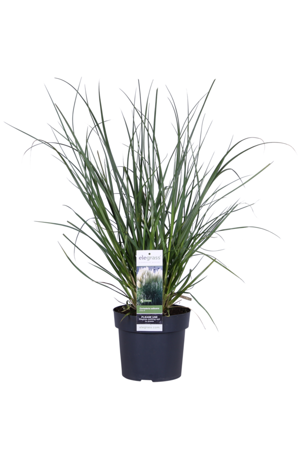 Cortaderia Pampas Gras Evita