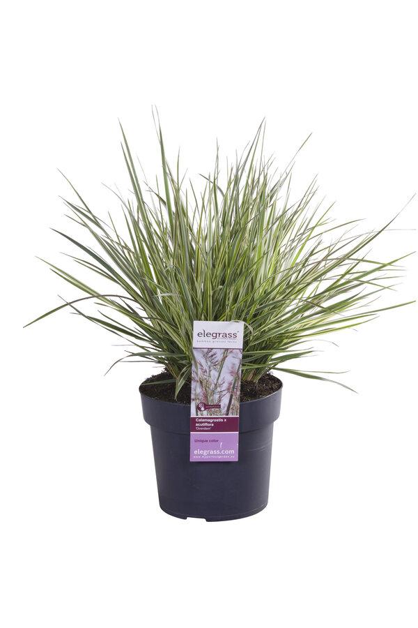 Calamagrostis Pluimstruis Schilfrohr Overdam