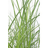 Schilfrohr Gracilimus Miscanthus sinensis