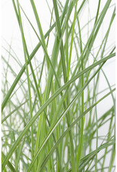 Schilfrohr Gracilimus Miscanthus sinensis