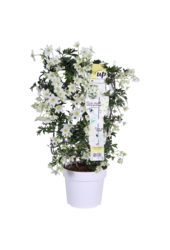 Clematis Avalanche Unsere Wahl Waldrebe