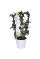 Clematis Avalanche Unsere Wahl Waldrebe