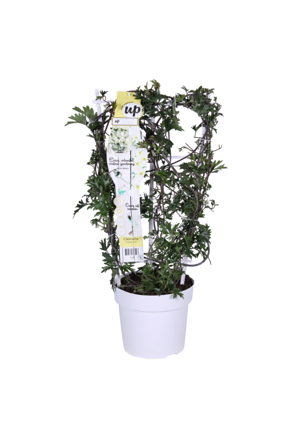 Clematis Avalanche Unsere Wahl Waldrebe