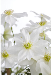 Clematis Avalanche Unsere Wahl Waldrebe