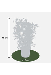 Clematis Avalanche Unsere Wahl Waldrebe