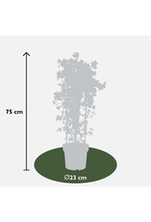 Clematis Avalanche Unsere Wahl Waldrebe