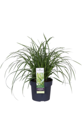 Ziergras Carex morrowii Eistanz