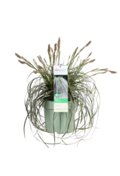 Ziergras Carex Feather Falls