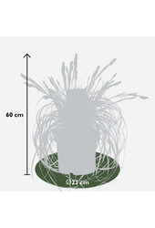 Ziergras Carex Feather Falls