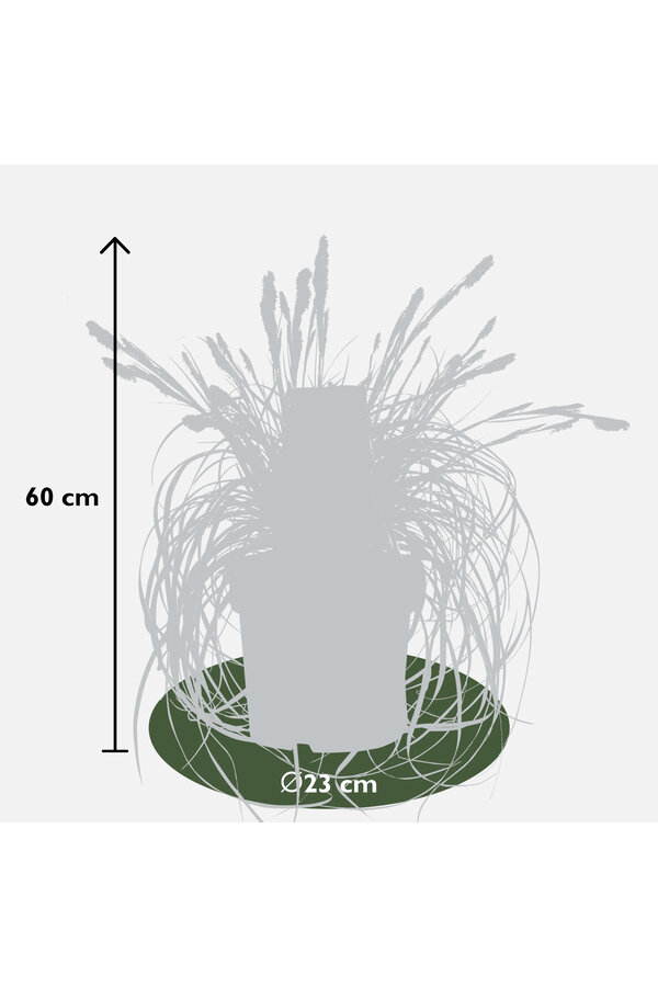 Ziergras Carex Feather Falls