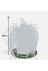 Carex hachijoensis Immergold