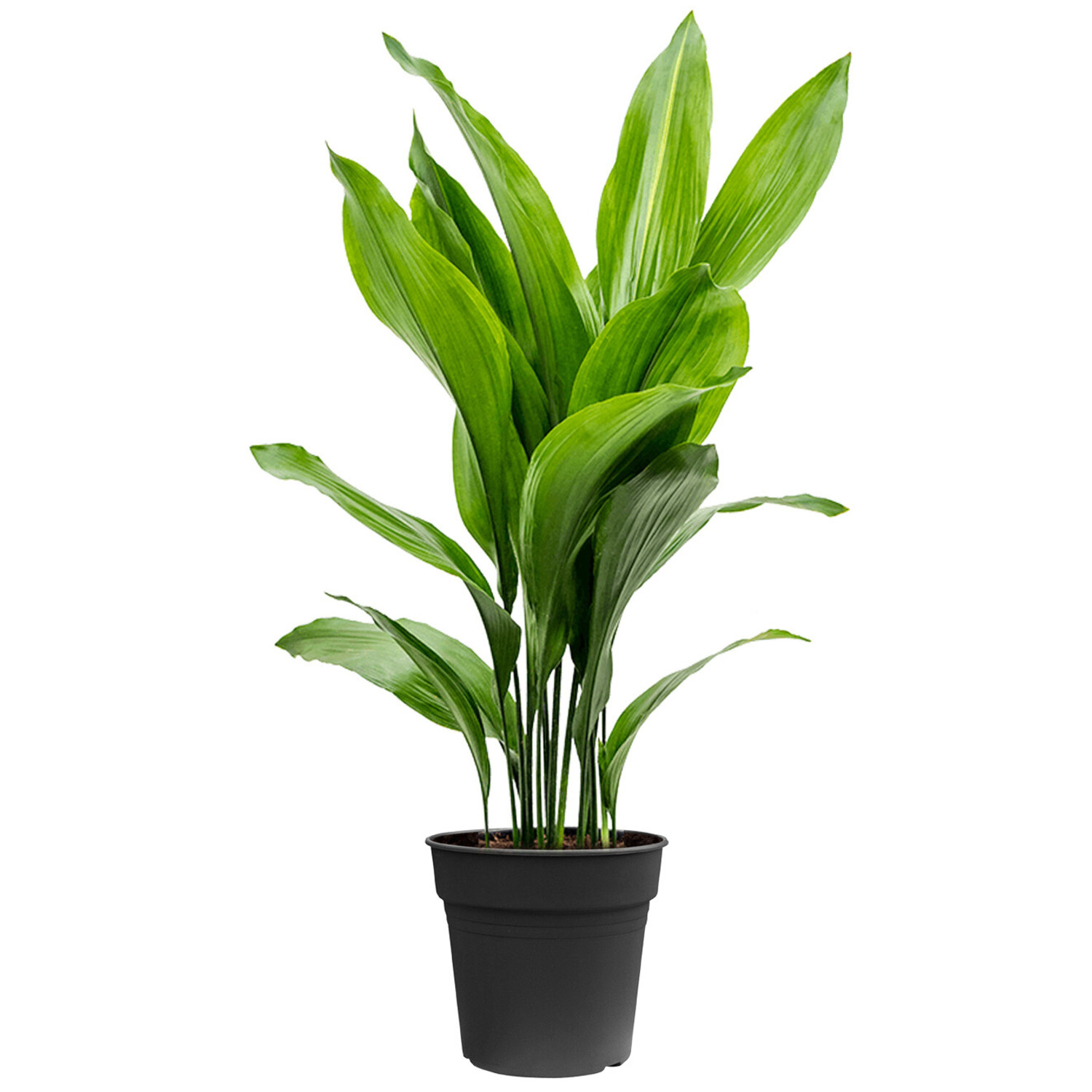 Aspidistra medium bestellen | Schnelle Lieferung - www.fleurdirect.com