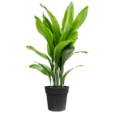 Aspidistra