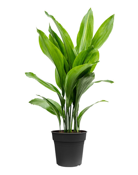 Aspidistra