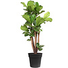 Ficus lyrata verzweigt L