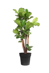 Ficus lyrata Geigenfeige verzweigt L