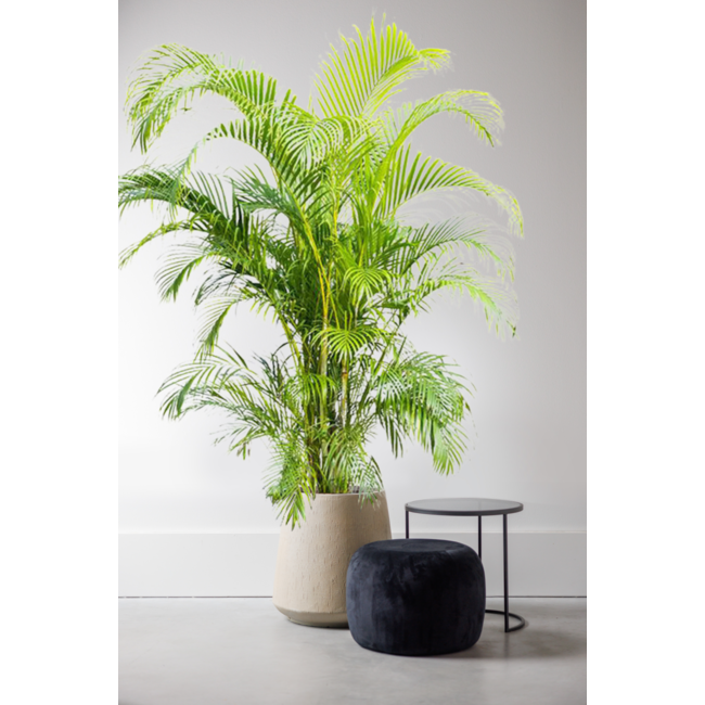 Goldfruchtpalme Areca KingSize