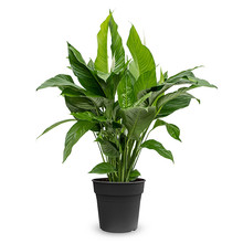 Spathiphyllum