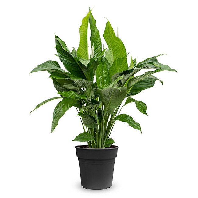 Einblatt Spathiphyllum  L