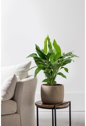 Einblatt Spathiphyllum  L