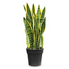 Sansevieria Laurentii L