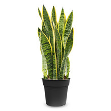 Sansevieria