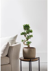 Ficus Bonsai M