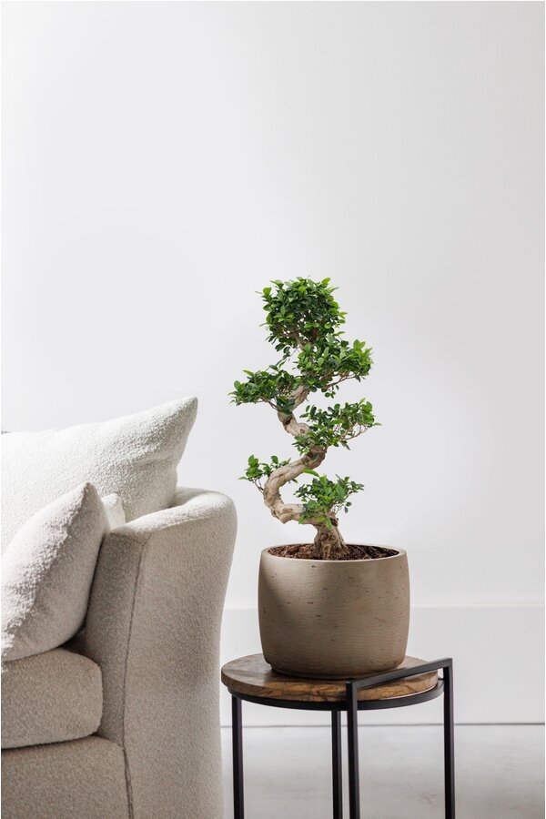 Ficus Bonsai M